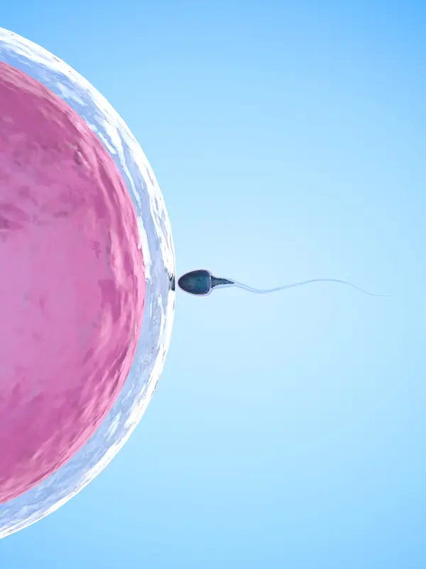 Illustration infertilité masculine